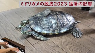 ミドリガメの脱皮 2023 猛暑の影響