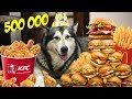 Что выбрал Хаски? KFC или McDonalds / УРА! 500 000 подписчиков