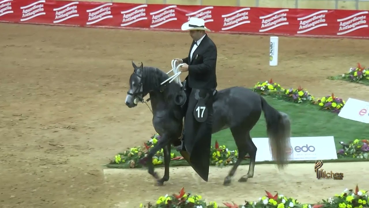CANTALETA DE LAS ACACIAS, CAMPEONA JOVEN PASO FINO COLOMBIANO 50 EXPOORIENTE GRADO A 2026