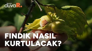 Fındık üreticisi çözüm arıyor
