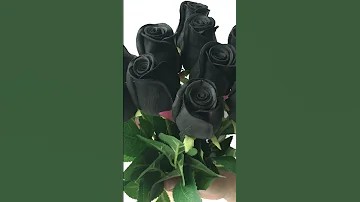 سر الوردة السوداءThe Secret Of Black Rose 