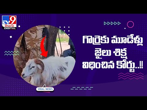 Sheep gets 3 years in jail for killing woman in Africa  - TV9