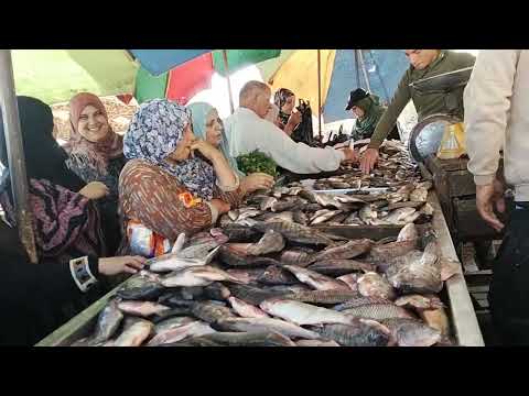 جوله سوق الشركه بسنديله أسعار السمك ببلاش حلميه داوود حمدي رزق المحتوى اكسبلور تيك توك