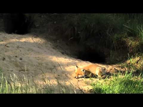Video: Hoe een vos te vangen: 14 stappen (met afbeeldingen)