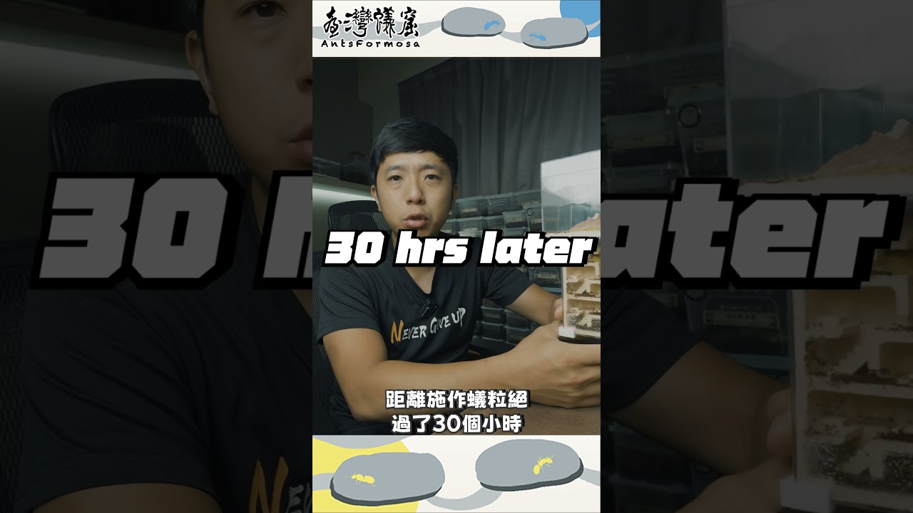 台灣蟻窟實測！蟻粒絕 vs. 熱帶火蟻 滅巢大公開！