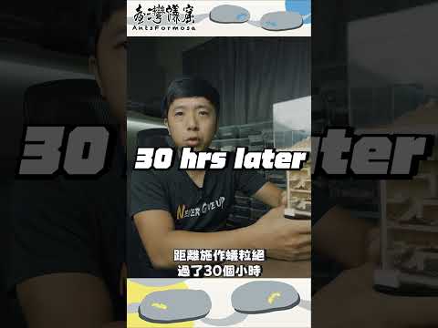 台灣蟻窟實測！蟻粒絕 vs. 熱帶火蟻 滅巢大公開！