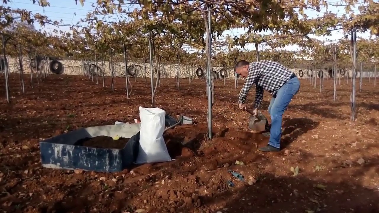 افضل طريقة لتسميد كرمة العنب. Fertilizing Our Organic Grape.