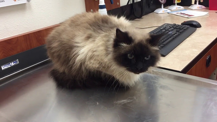 Video 1445171: himalayan cat, big house cats, mom cat, cat home, cat living, cat old