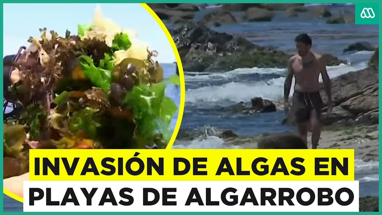 Playas: Algarrobo está siendo invadido por algas