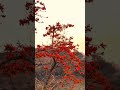 Beutyfule nature🌺 #lyrics #holicolors #trendingvideo #indiafestivals #holifestival #viral #trending