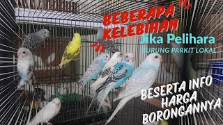 Some of the advantages of keeping local parakeets, along with wholesale price information #parakeet screenshot 2