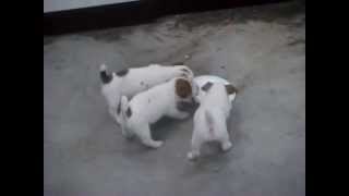 Jack Russell Dog Home Jack Puppies 60 Days To Frisbee Training