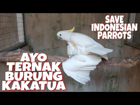 Video: Cara Memilih Sepasang Burung Kakak Tua