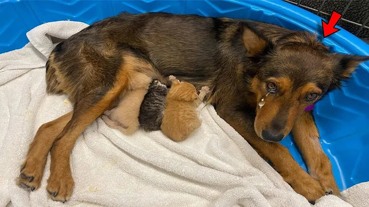 Mama Dog Who Lost Her Puppies Was Heartbroken Until She Got Kittens