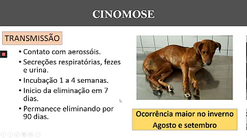 Como a cinomose é transmitida?