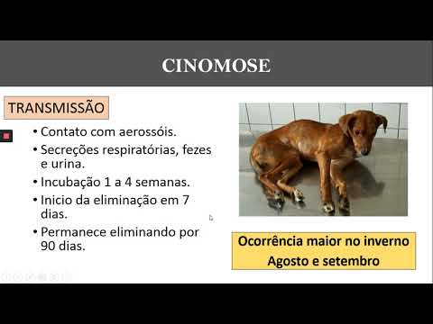 Vídeo: Cinomose Felina (panleucopenia): Parte 1
