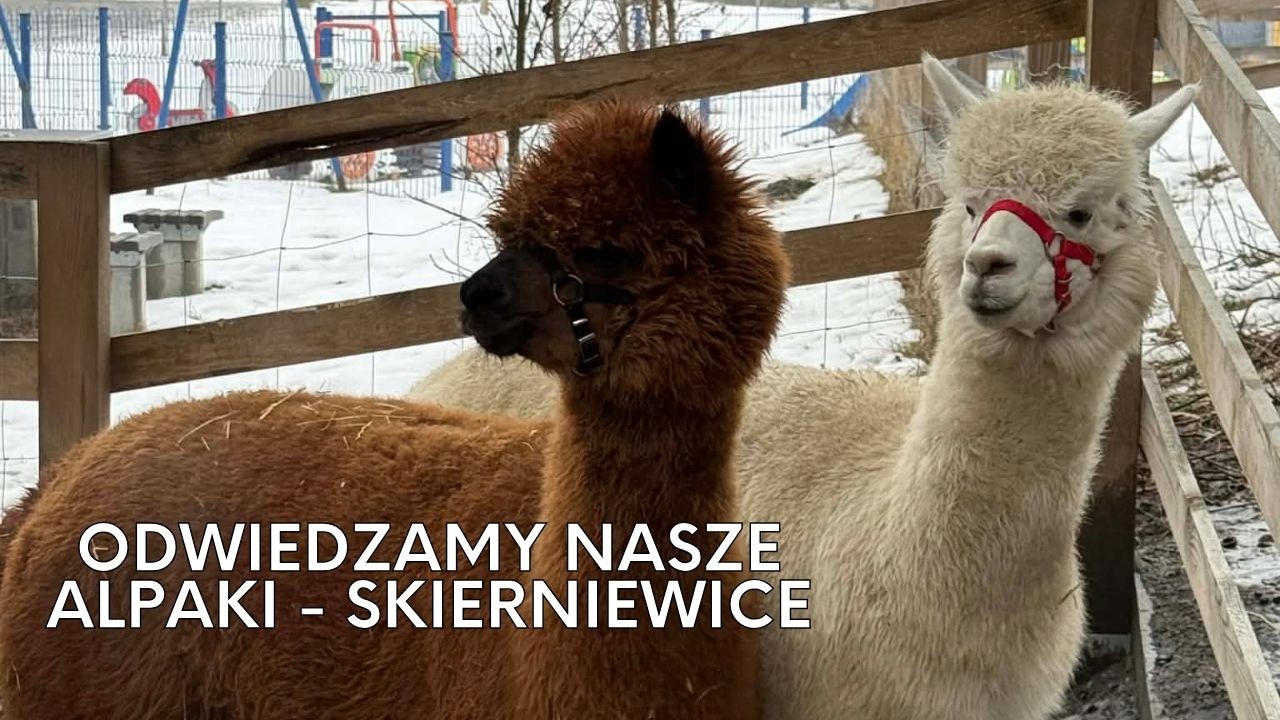 Odwiedzamy nasze Alpaki - Skierniewice | Kraina Alpak
