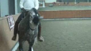 Leo - PRE High School gelding - changes