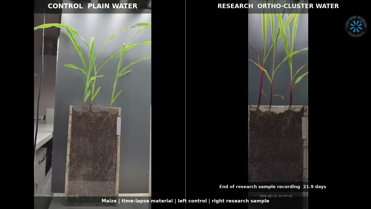 Maize root growth with LWT water — 2.3× faster main-root elongation