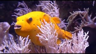 The Deep || The Deep Aquarium Hull || Hull Aquariums || Part 1 || Unique Aatti