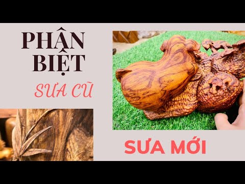 Video Hữu Ích- Phân Biệt Gỗ Sưa Cũ Quảng Bình, Sưa Bắc, Gỗ... - youtube