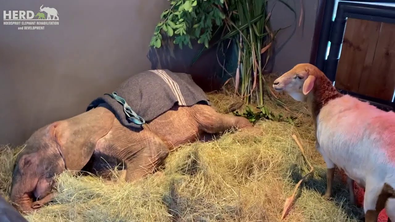 Nap time for Khanyisa after a long day with her herd