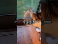 野良猫に恋した元保護猫part1（289日目）#shorts