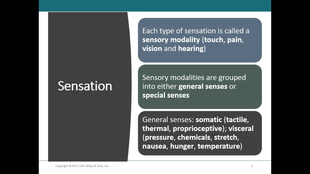 1. Sensory, Motor, & Integrative Systems Intro through Rece - YouTube