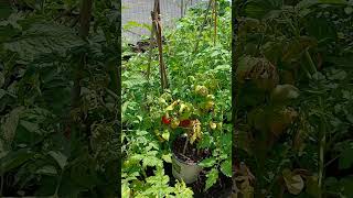 This is how i keep tomato blight off my tomatoes #gardening
