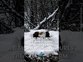 Eagle Endures Snowy Nest Vigil