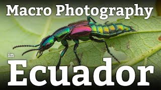 Macro Photography in ECUADOR - Episode 1: Bugs, Beetles, and Birds