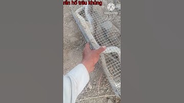 Rắn hổ trâu khủng