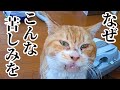 これが野良猫の現実…もっと生きたい…複数の病と闘う捨て猫