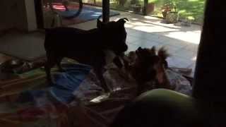 Chihuahua vs Pitbull - Round 1