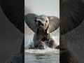 #elephant #hattimerasatti#naturesounds #naturelovers #bollywood #shorts #shortsfeed #love