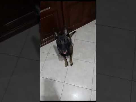 كلب مطيع جدا شاهد ماذا يفعل كلب مالينوا شرس نباح كلاب المالينوا