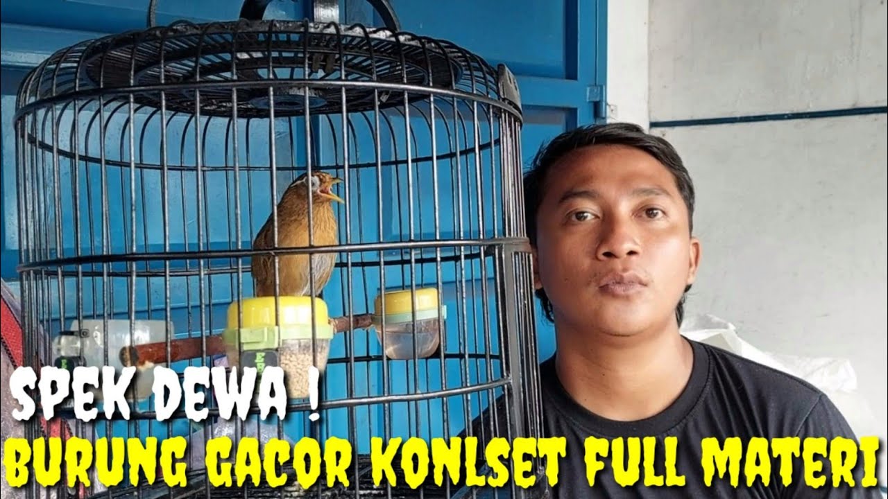 NO KALENG2 ! BURUNG GACOR DI PANGKUAN N FULL MATERI, APA GAK KEPINGIN TOH ?!