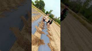 Putting marching paper #marching paper #farming