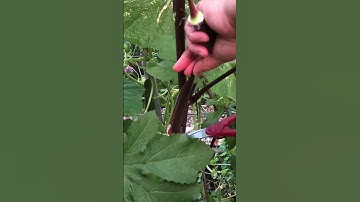 HARVESTING BURGUNDY OKRA #gardeningmakesmehappy #gardentalk #gardenanswer #gardeningvideos #shorts