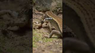 Fakta Gila Hari Ini: Kadal Bisa Lepas Ekornya Sendiri! 🦎💥