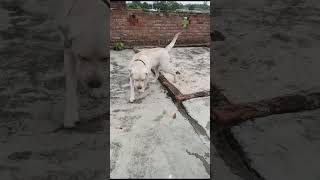 Chagan &amp; Max: The Frog Encounter! 🐸🐕 #shorts #funny #dog #labrador #spitz #pets