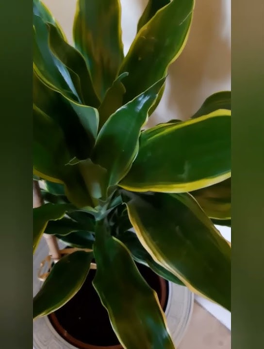Dracaena Fragrans