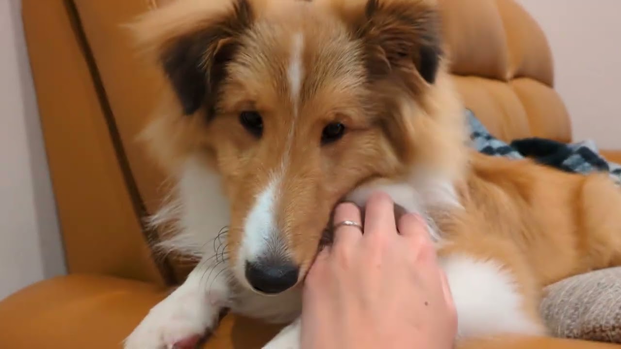 しめじ6ヶ月のころ。【シェルティパピー】 - YouTube