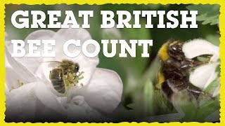 Great British Bee Count at Severn View Academy | Ecotricity