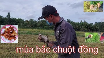 Chuột đồng chiên tươi  _  Bữa cơm mùa lúa chín