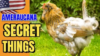 Ameraucana Secrets: Everything You Need to Know to Be a Successful Chicken Keeper