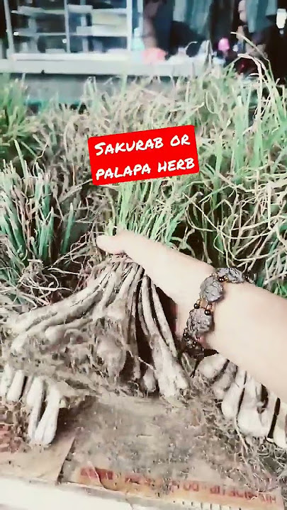 Palapa or sakurab herb #short #shortvideo #herbalmedicine #palapa #sabujingherb