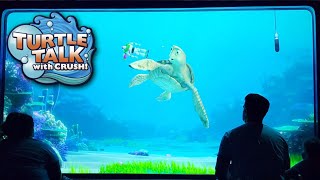 Famous Turtle Talk with Crush | Disney California Adventure POV Profile