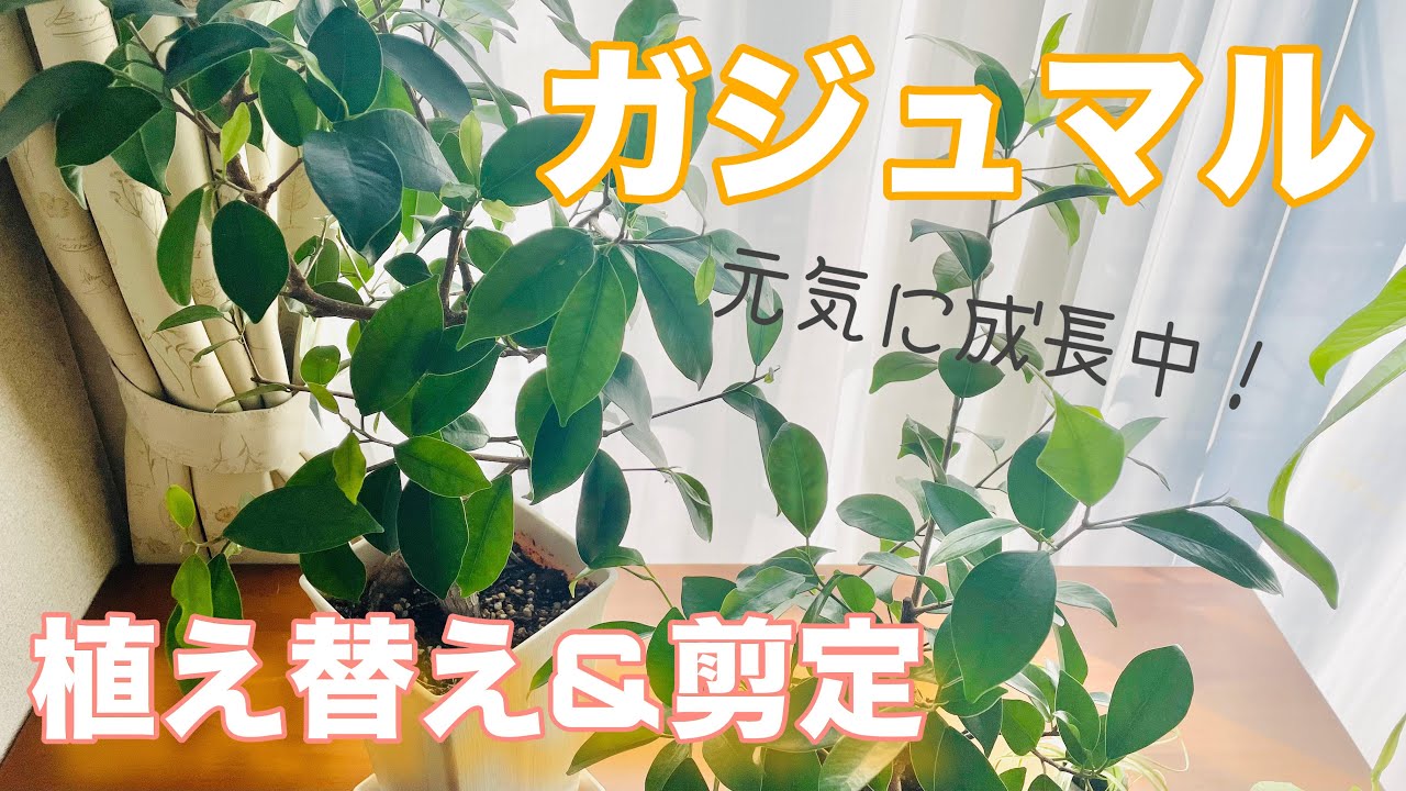 Ficus] The annual tradition of replanting and pruning! - YouTube