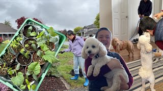 安娜帮忙育苗 Carlie来家住半个月 happy其实很开心 【Garden Time 田园生活分享】2024 4